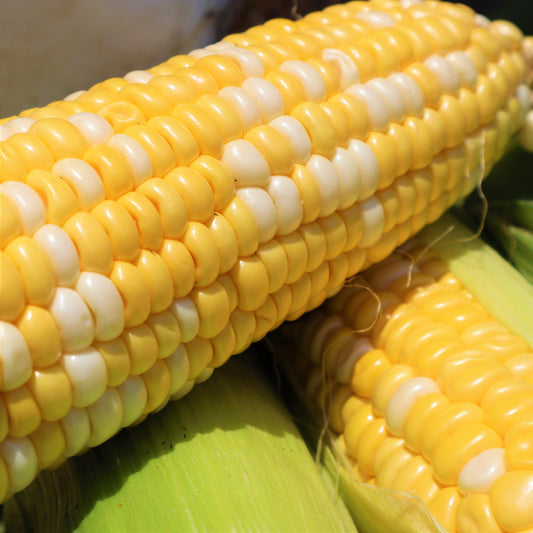 【鮮度抜群!バイカラー!】ヒロエコさんの甘さ濃厚♪採れたてしあわせコーン!