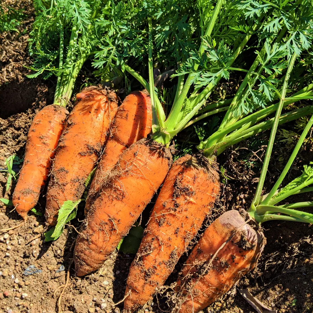 新潟県産 雪下人参 10kg程度 - 野菜